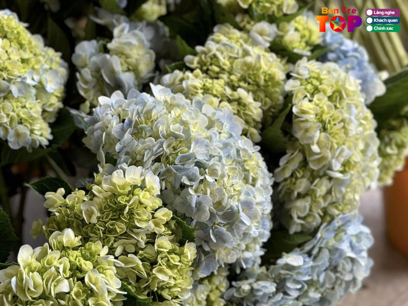 Hoa-nha-ni-cua-hang-hoa-cam-tu-cau-tai-ben-tre-bentretoplist