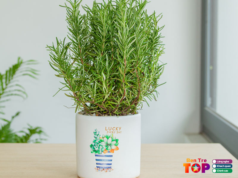 Phuong-trung-green-bentretoplist