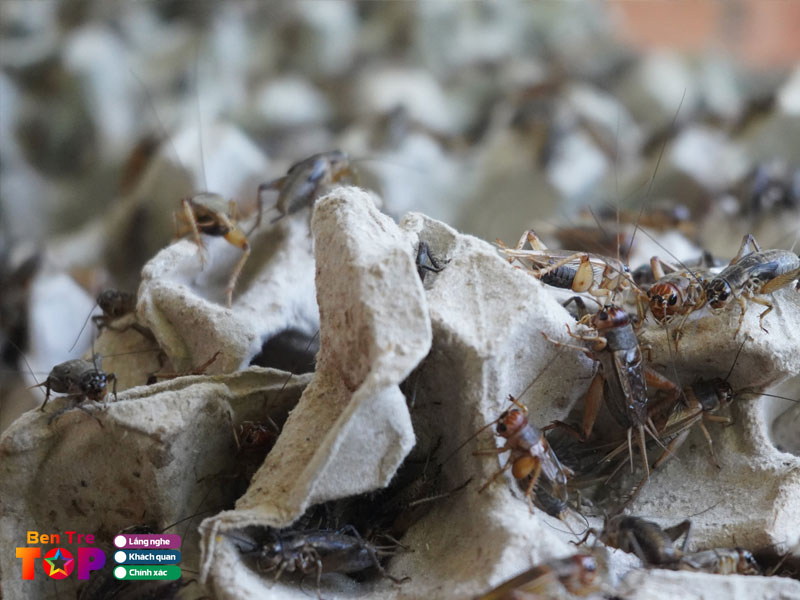 Trai-de-ba-thanh-bentretoplist