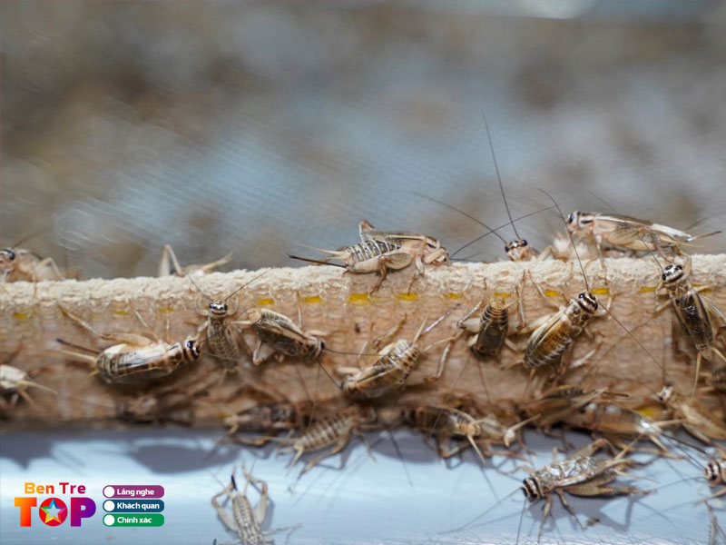 Trai-de-ben-tre-bentretoplist