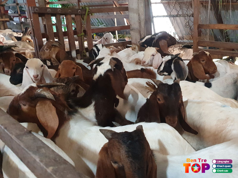 Trai-de-giong-phuc-my-bentretoplist