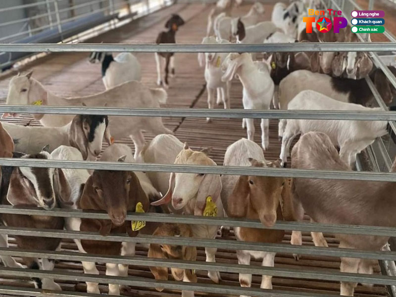 Trai-de-nguyen-xoan-bentretoplist