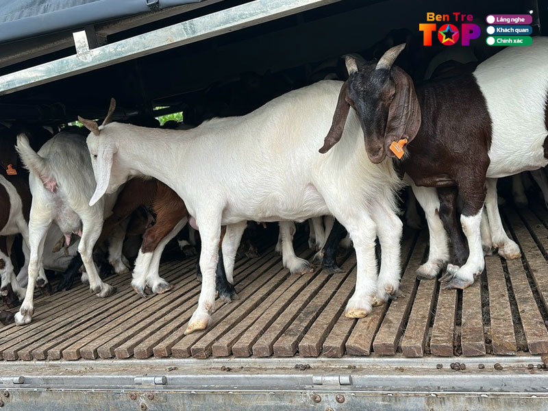 Trai-de-nhat-tien-bentretoplist