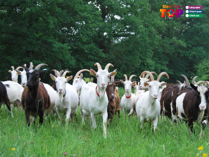 Trai-de-tran-trong-bentretoplist