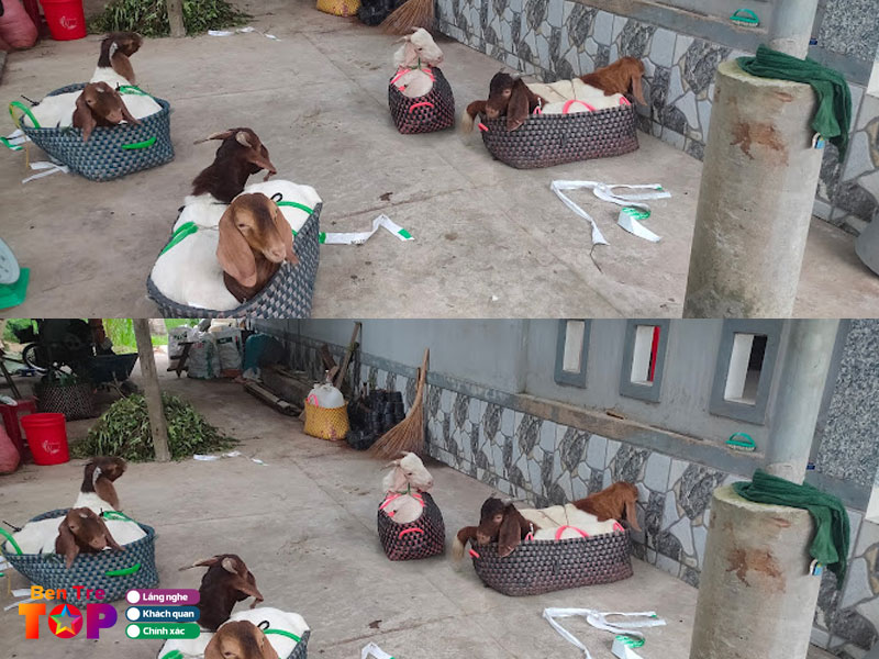 Trai-de-vinh-phat-bentretoplist