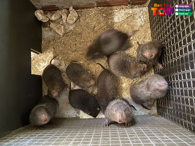 Trai-dui-cho-truong-thinh-bentretoplist