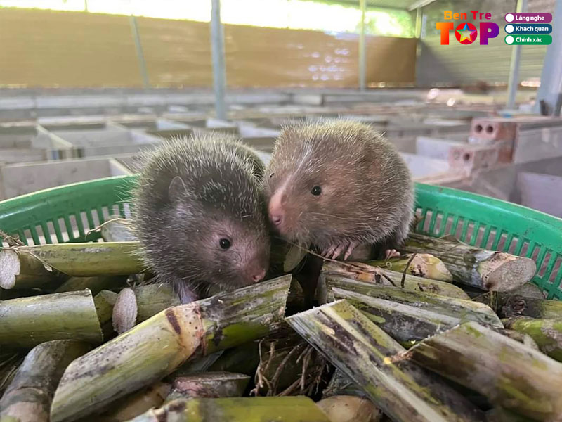 Trai-dui-quoc-khoi-bentretoplist