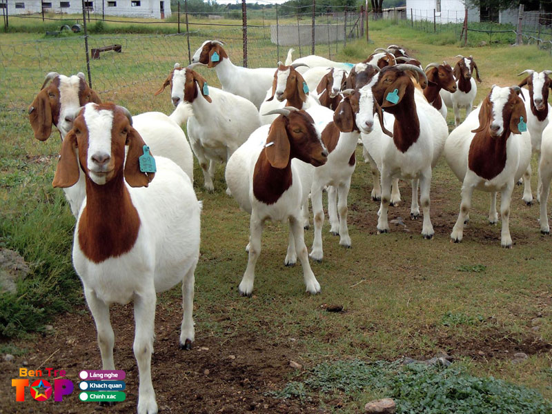 Trang-trai-de-boer-a-dau-bentretoplist