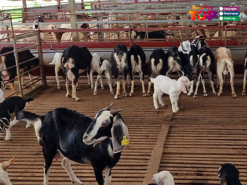 Trang-trai-de-hai-linh-bentretoplist