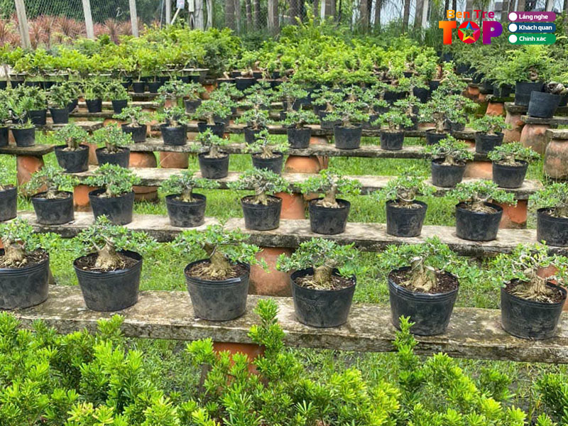 Vuon-cay-tu-du-bentretoplist