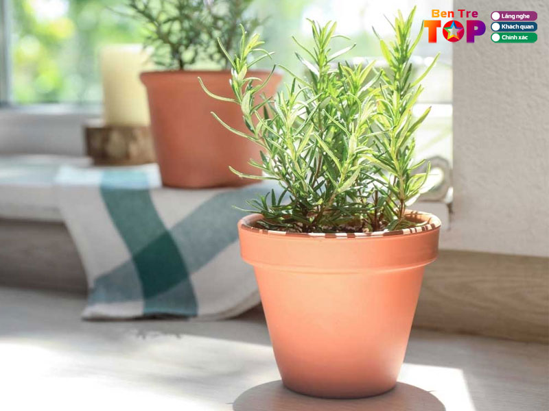 Vuon-pho-xanh-bentretoplist