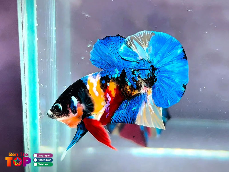 Ca-canh-giao-long-bentretoplist