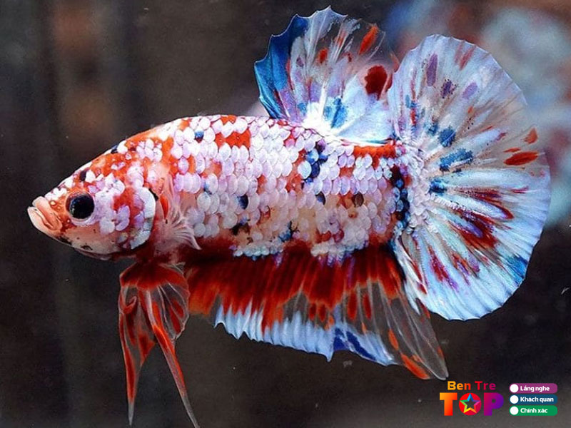 Ca-canh-hai-betta-bentretoplist