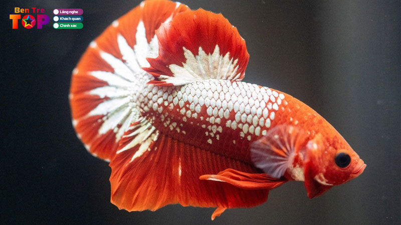 Top-5-dia-chi-ban-ca-betta-tai-ben-tre-nhieu-mau-sac-gia-tot-bentretoplist