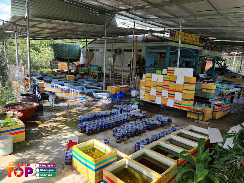 Trai-ca-luan-betta-guppy-bentretoplist