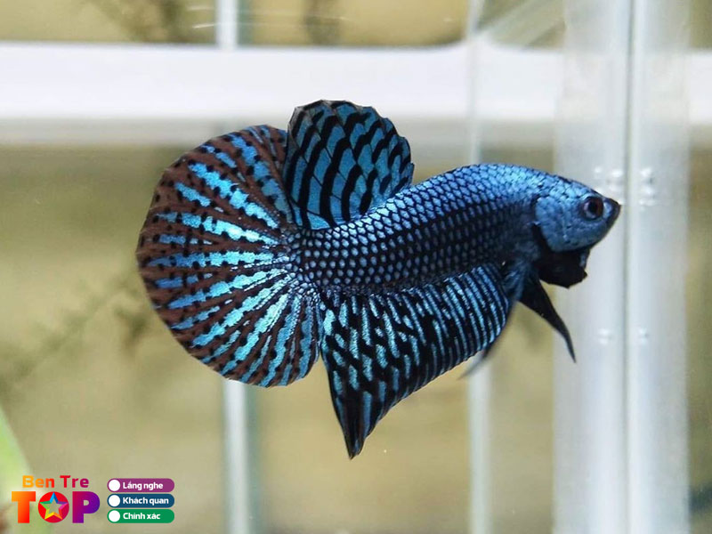 Betta-do-viet-shop-1-bentretoplist