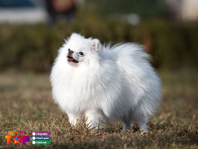 Bi-quyet-chon-mua-giong-cho-tot-khoe-manh-bentretoplist