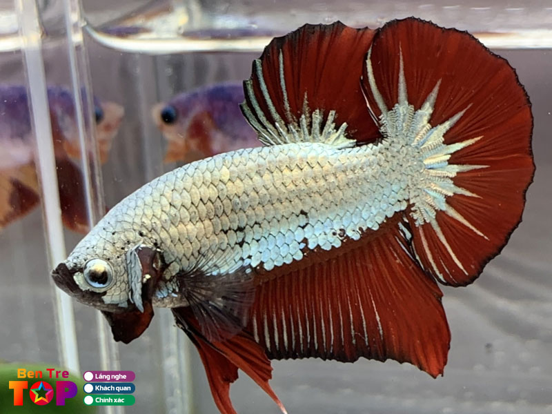 Ca-canh-so-4-1-bentretoplist