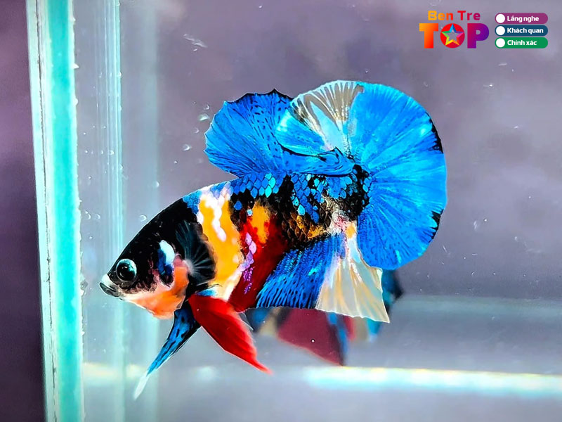 Luu-y-khi-chon-mua-ca-betta-bentretoplist