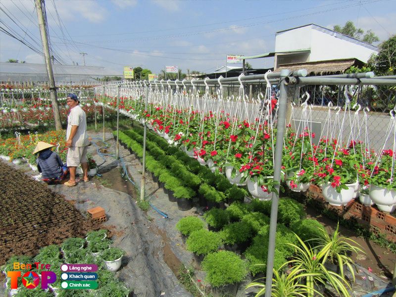 Thong-tin-chi-tiet-ve-vuon-trai-cay-cai-mon-ben-tre-2-bentretoplist