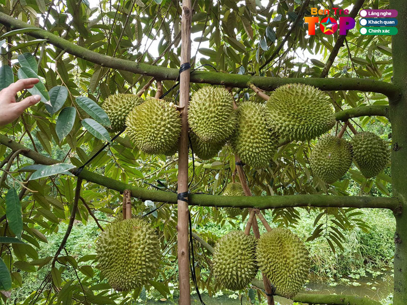 Thong-tin-chi-tiet-ve-vuon-trai-cay-cai-mon-ben-tre-bentretoplist