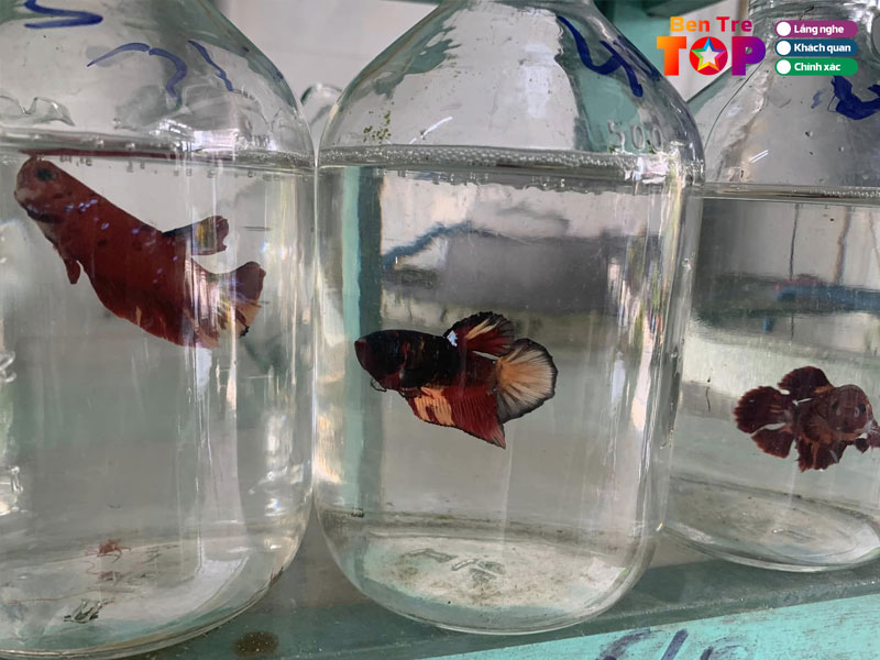 Trai-ca-kieng-thong-tam-binh-bentretoplist