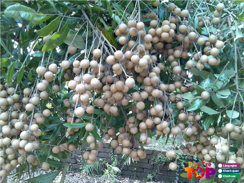 Cau-hoi-thuong-gap-ve-cay-nhan-giong-tai-ben-tre-bentretoplist