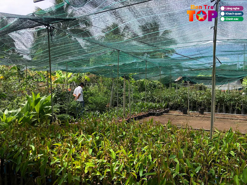 Cay-giong-cho-lach-nguyen-van-binh-bentretoplist