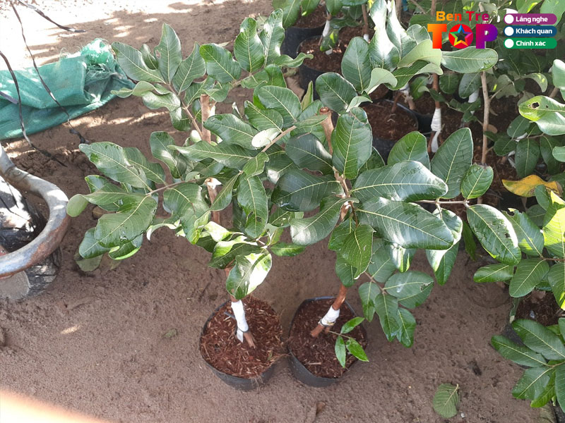 Cay-giong-ngoc-ngan-bentretoplist