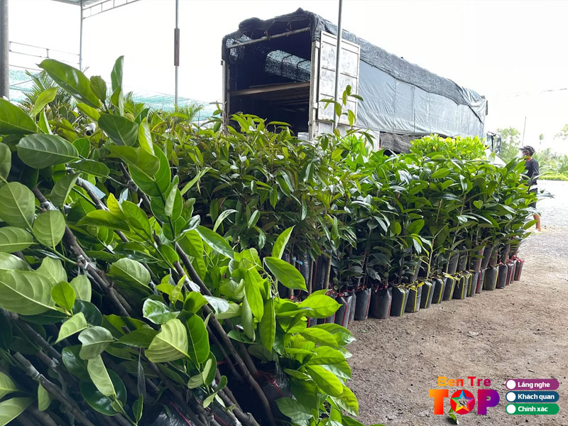 Cay-giong-tam-phuc-bentretoplist