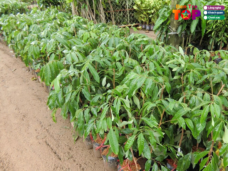 Cay-giong-thanh-nhan-bentretoplist