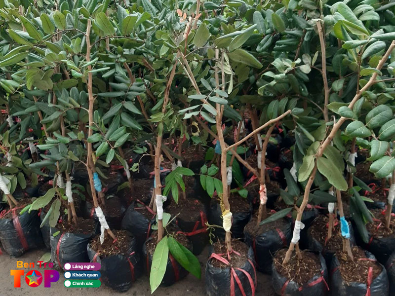 Cay-giong-trong-nhan-bentretoplist