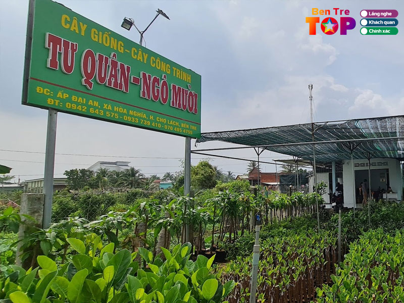 Co-so-cay-giong-cay-cong-trinh-tu-quan-ngo-muoi-bentretoplist