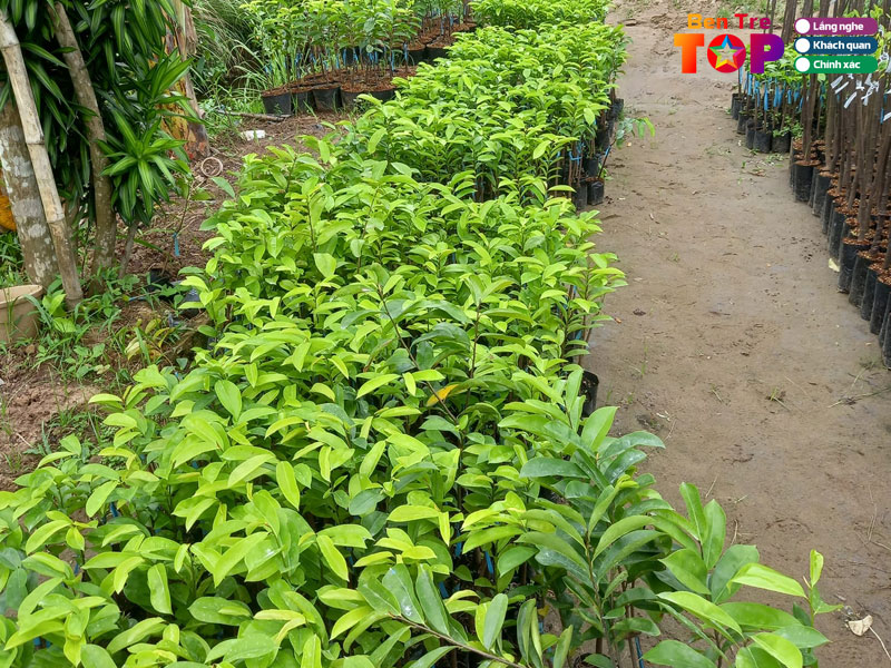 Trung-tam-giong-cay-trong-ben-tre-bentretoplist