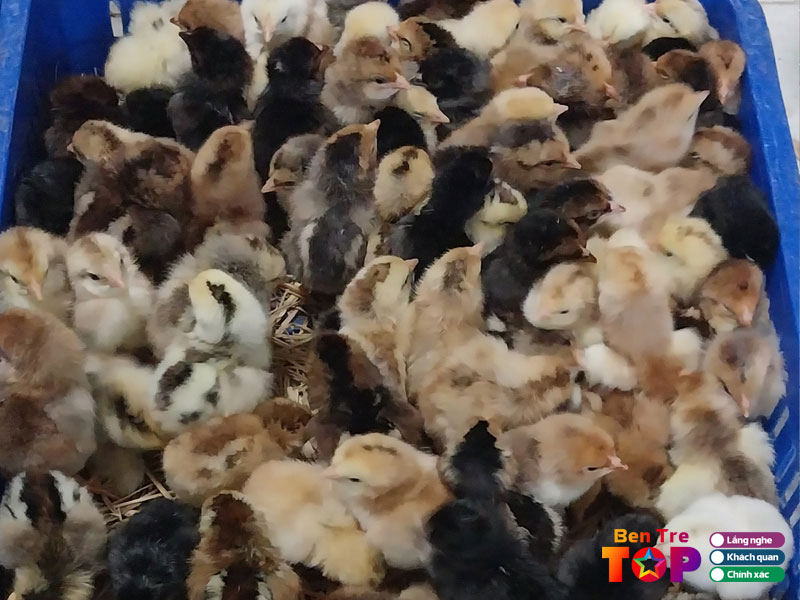 Hoa-anh-phat-bentretoplist