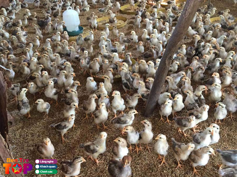 Nhung-luu-y-khi-mua-ga-giong-tai-cac-trai-ga-bentretoplist