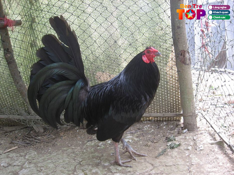 Sau-ga-ben-tre-bentretoplist