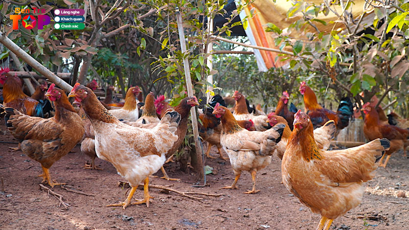 Top-7-trai-ga-o-ben-tre-uy-tin-cho-ba-con-nong-dan-bentretoplist