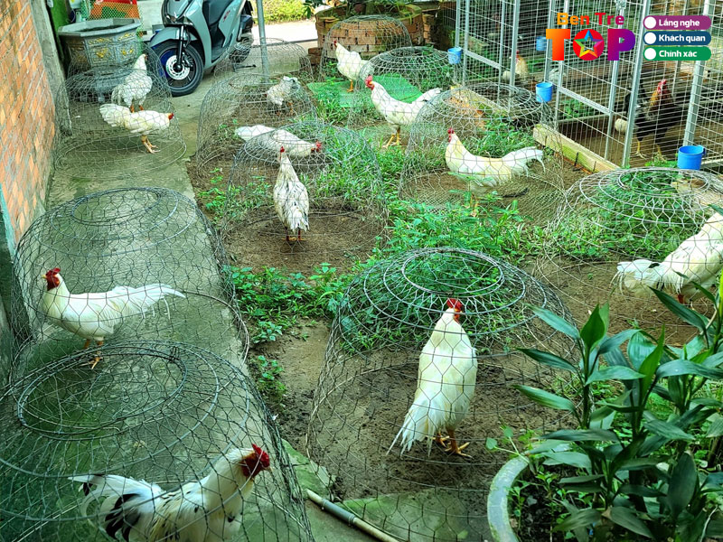 Trai-ga-da-thang-ben-tre-bentretoplist