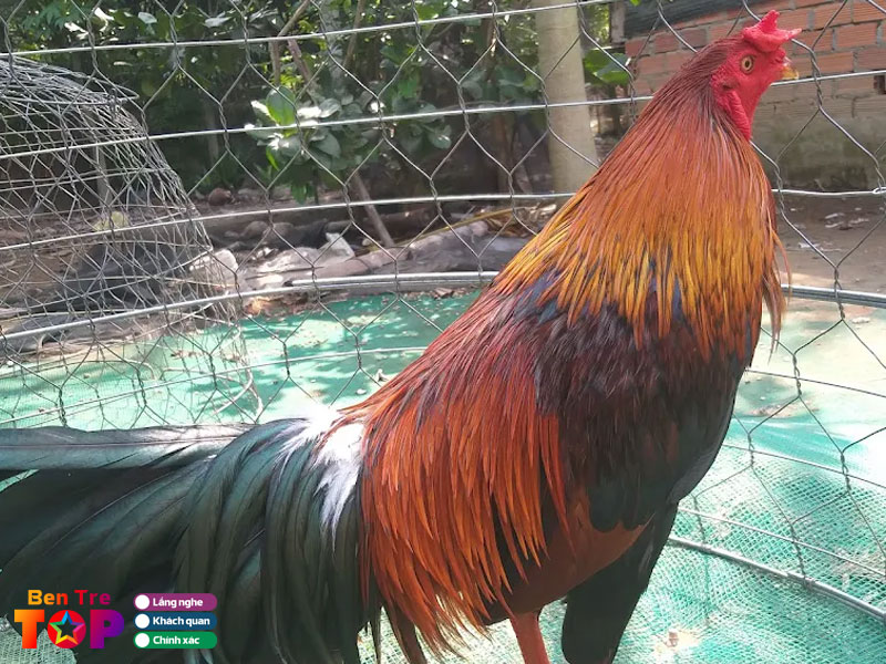 Trai-ga-ngoan-bentretoplist