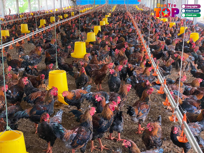 Trai-ga-tuan-bentretoplist