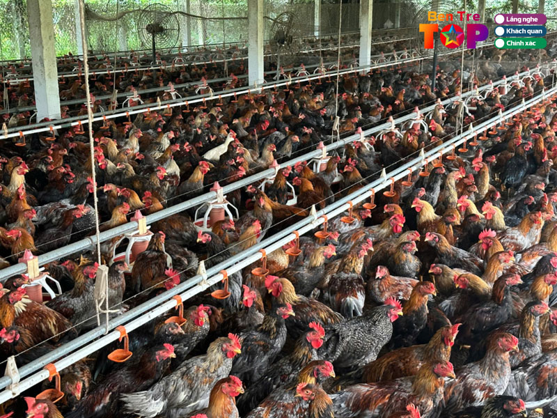 Trang-trai-ga-giong-dung-muoi-hai-bentretoplist