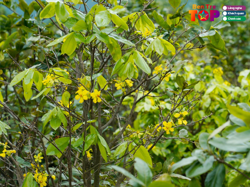 Kinh-nghiem-khi-mua-mai-vang-chung-tet-bentretoplist