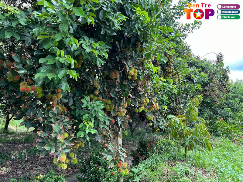 Nhung-luu-y-khi-du-lich-con-phu-da-ben-tre-bentretoplist