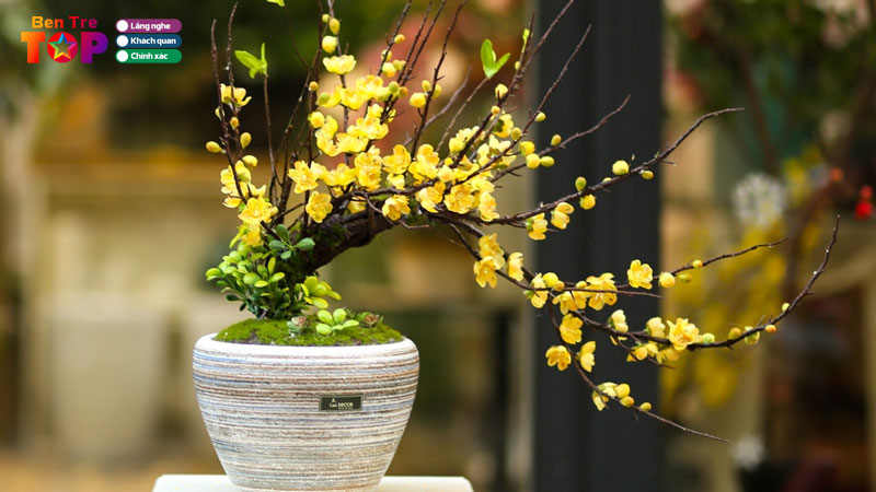 Top-10-dia-chi-ban-mai-vang-tet-o-ben-tre-dep-gia-tot-nhieu-dang-bentretoplist