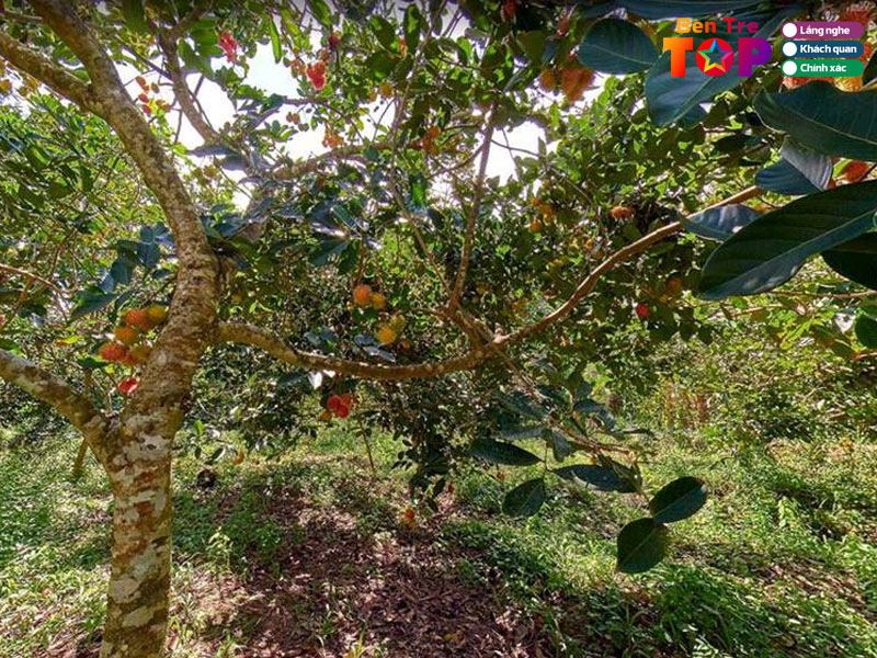 Vung-dat-cua-cay-trai-ngot-lanh-bentretoplist