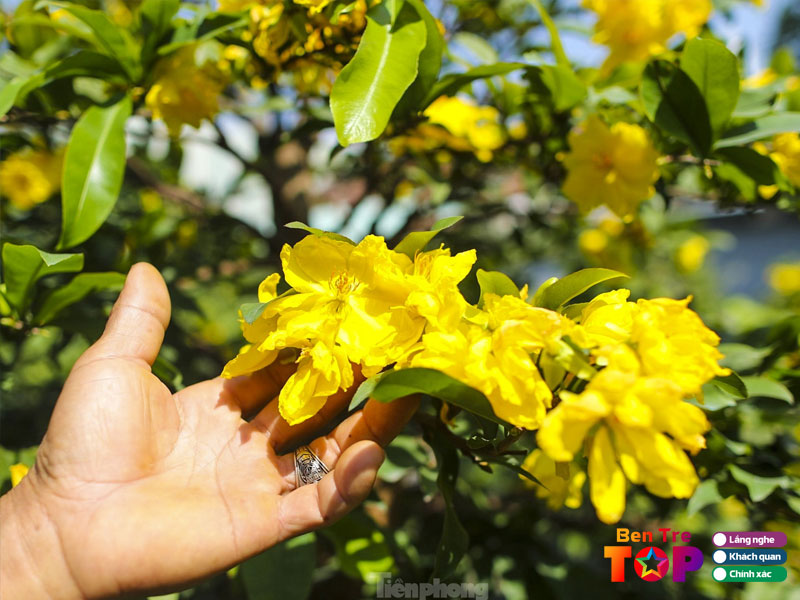 Vuon-kieng-minh-thuan-bentretoplist