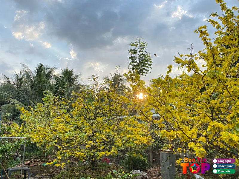 Vuon-mai-quang-khanh-bentretoplist