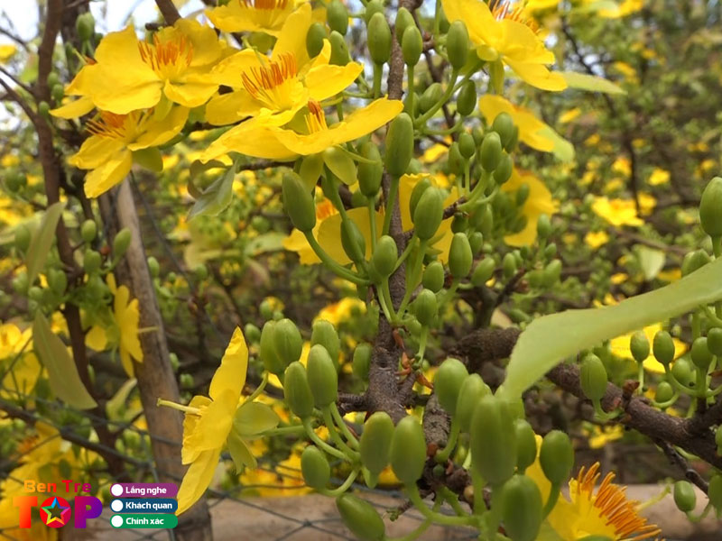 Vuon-mai-thanh-phuong-bentretoplist