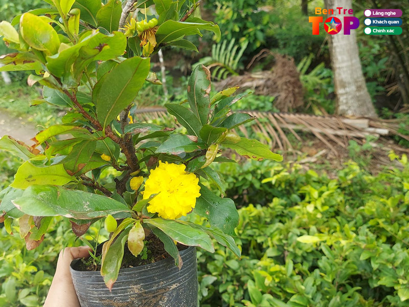 Vuon-mai-tuyen-tut-bentretoplist